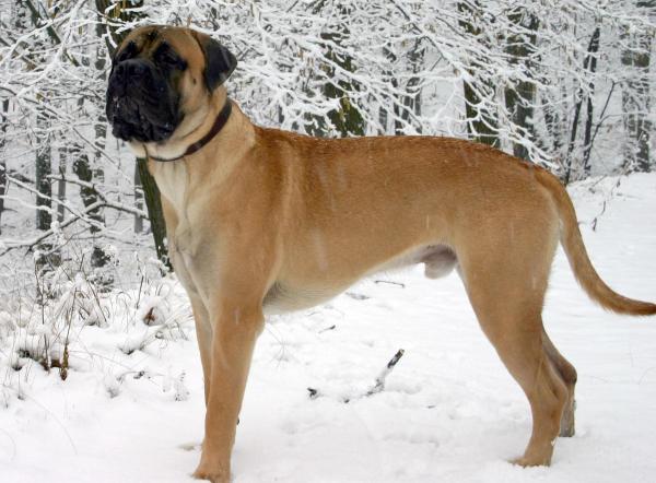 Lista de las razas de perros grandes más lindas - Razas de perros grandes para apartamentos: Bullmastiff 