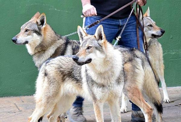 Lista de las razas de perros grandes más lindas: raza de perro grande rara: perro lobo checoslovaco