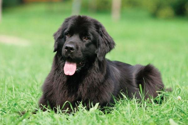 Lista de las razas de perros grandes más lindas - Raza de perros grandes más linda: Terranova