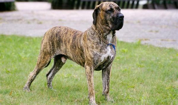 Lista de las razas de perros grandes más lindas - Raza de perro grande de Brasil: Mastín brasileño