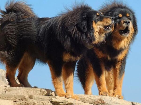 Lista de las razas de perros grandes más lindas - Raza de perro grande: mastín tibetano