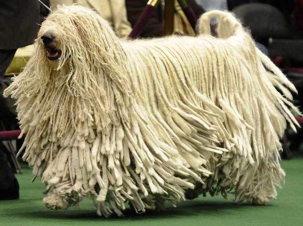 Lista de las razas de perros grandes más lindas: razas de perros grandes que no mudan pelo: Komondor