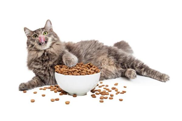 ¿Pueden los gatos comer comida para perros? - ¿De qué está hecha la comida para gatos?