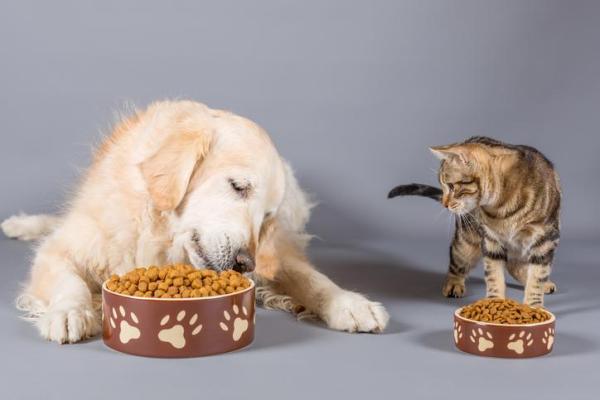 ¿Pueden los gatos comer comida para perros? - ¿Puedo alimentar a mi gato con comida para perros en caso de emergencia?