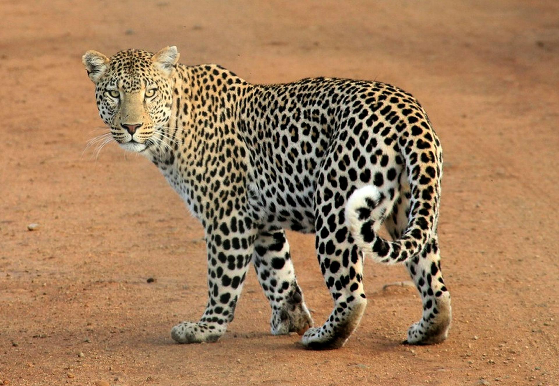 ¿dónde Viven Los Leopardos?