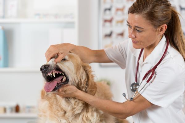 Caries en perros - Causas, síntomas y tratamiento - ¿Cómo diagnosticar la caries en perros?