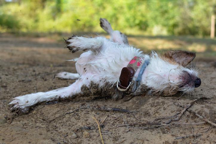¿Por Qué Los Perros Ruedan Sobre Restos De Animales Muertos? ¿por Qué Los Perros Ruedan Sobre Restos De Animales Muertos?