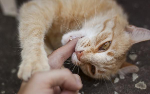 ¿Cómo hago para que mi gato me escuche? - Que el gato no me obedezca al morder y arañar.