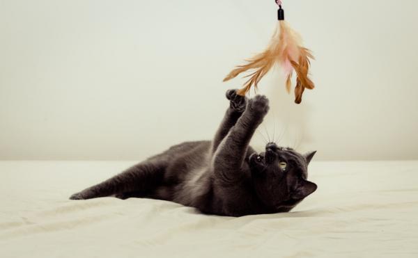 ¿Cómo hago para que mi gato me escuche? - Conocer las necesidades de disciplina de un gato.