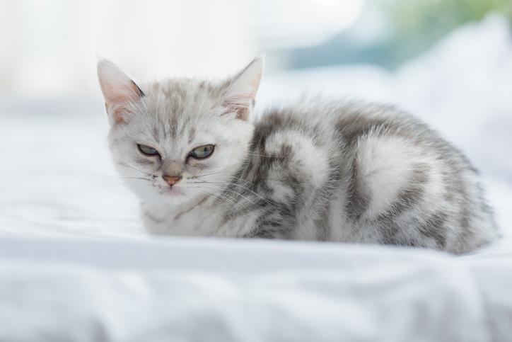 ¿Cómo Hago Para Que Mi Gato Me Escuche? ¿cómo Hago Para Que Mi Gato Me Escuche?