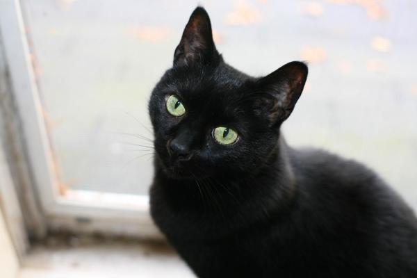 Nombres para gatos negros - Machos y hembras - Nombres para gatos negros
