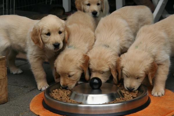 ¿Es normal que mi perro tenga siempre hambre?  - ¿Cómo saber si mi perro tiene hambre?