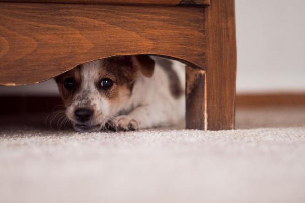 ¿Por qué mi perro persigue sombras? - Mi perro tiene miedo a las sombras.