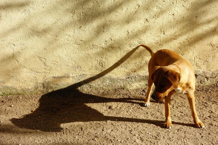 ¿Por Qué Mi Perro Persigue Sombras? ¿por Qué Mi Perro Persigue Sombras?