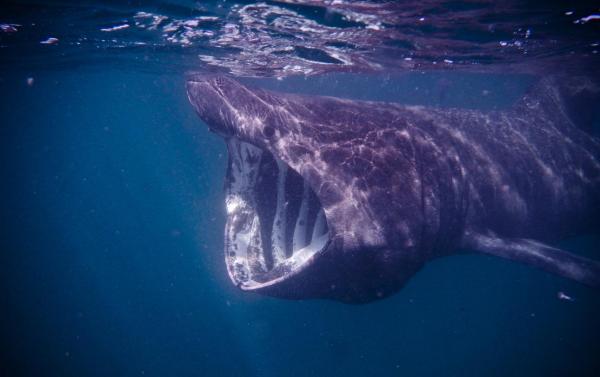 Los 10 tiburones más grandes del mundo - Tiburón peregrino