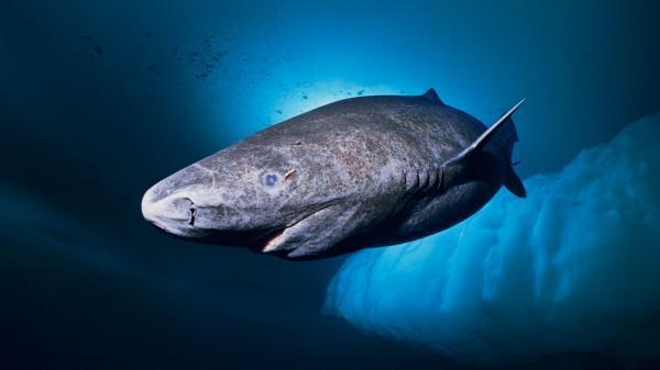 Los 10 tiburones más grandes del mundo - Tiburón de Groenlandia