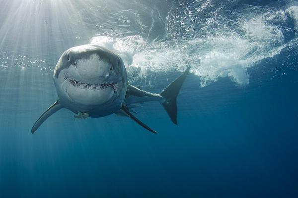 Los 10 tiburones más grandes del mundo - Tiburón blanco