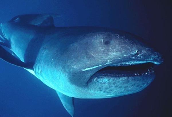 Los 10 tiburones más grandes del mundo - Tiburón bocazas