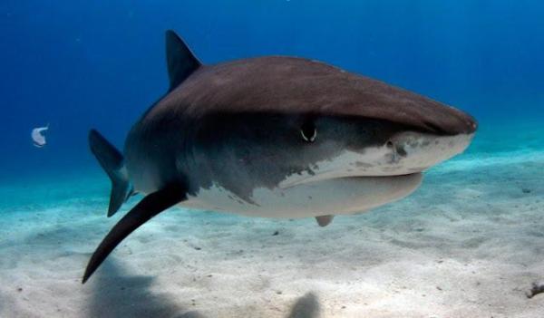 Los 10 tiburones más grandes del mundo - Pacific Sleepy Shark