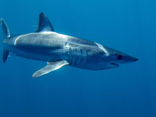 Los 10 tiburones más grandes del mundo - Tiburón mako