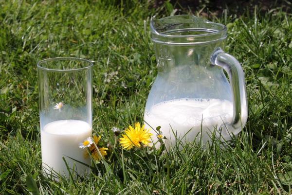 ¿Pueden los gatos beber leche? - ¿Pueden los gatos realmente beber leche?