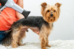 Acostumbrar a Un Perro Al Secador De Pelo