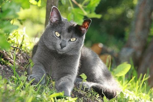 Nombres de gatos grises: macho y hembra - Nombres de gatos grises hembra 