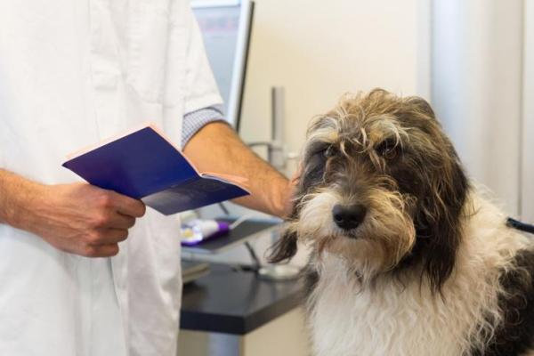 Comportamientos compulsivos en perros: ¿cómo tratar el TOC en perros?