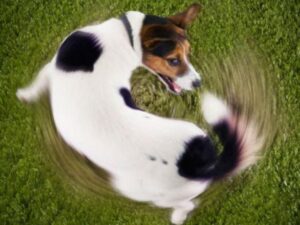 Comportamientos Compulsivos en Perros