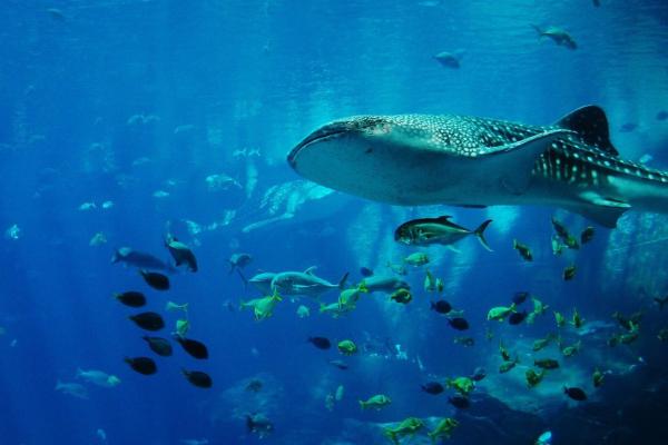 ¿Son los tiburones ballena peligrosos para los humanos?  - Hábitat y reproducción del tiburón ballena.