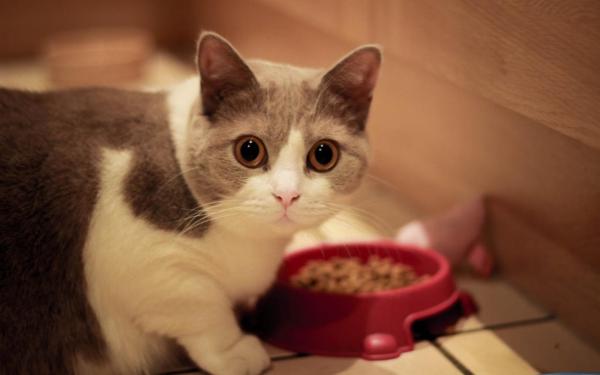Cuidando a un gato castrado - Alimentación y dieta después de la castración