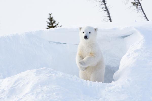 ¿Cómo se reproducen los osos polares? - Nacimiento del oso polar