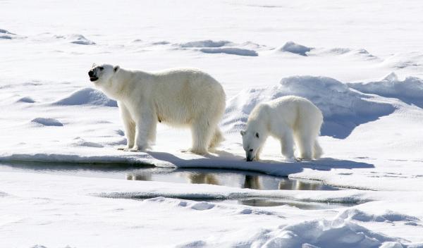 ¿Cómo se reproducen los osos polares?  - Cachorros de oso polar 