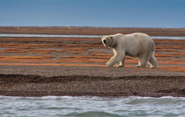 ¿Cómo se reproducen los osos polares? - ¿Por qué los osos polares están en peligro de extinción?