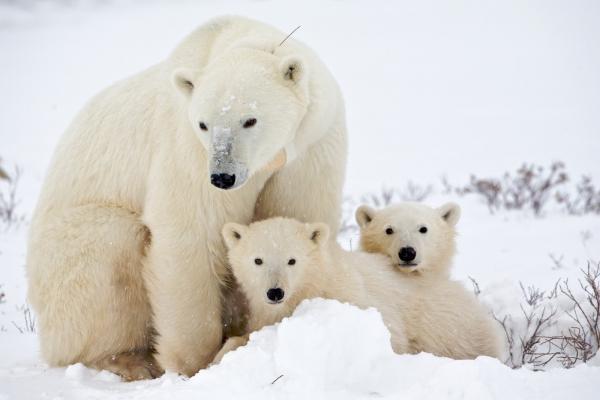 ¿cómo Se Reproducen Los Osos Polares?
