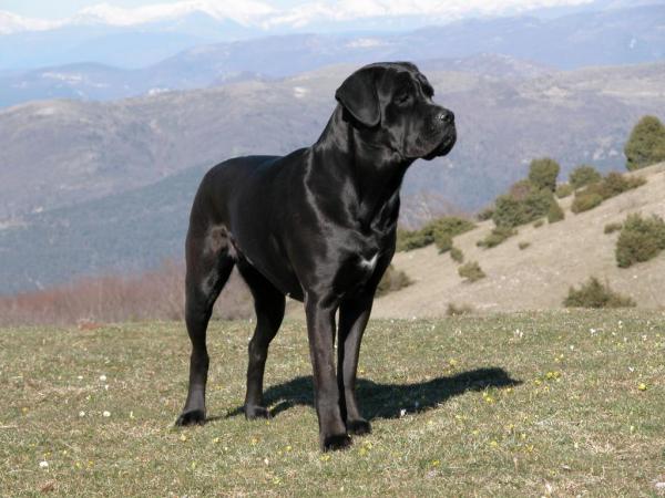 Razas de perros italianos: ¡TOP 10! - 3. Perros italianos Cane Corso