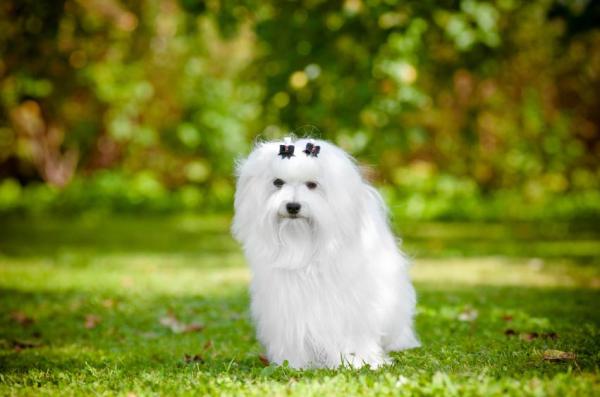 Razas de perros italianos: ¡TOP 10! - 2. Perro maltés italiano