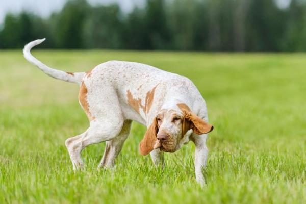 Razas de perros italianos: ¡TOP 10! - 4. Raza de perro Bracco Italiano