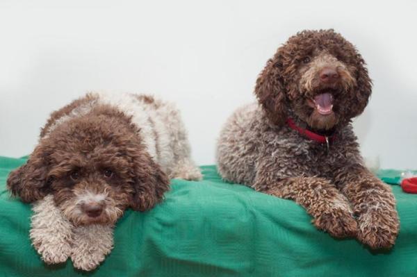 Razas de perros italianos: ¡TOP 10! - 8. Razas de perros italianos: Lagotto Romagnolo