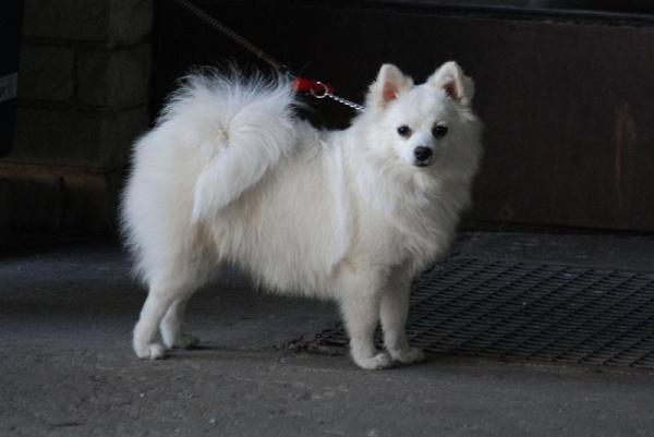 Razas de perros italianos: ¡TOP 10! - 10. Volpino