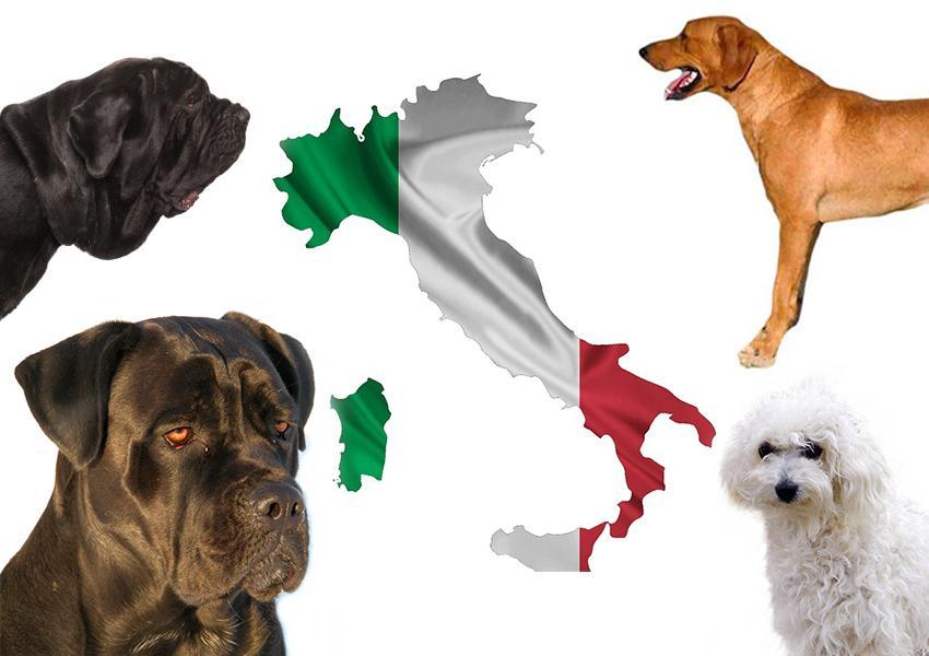 Razas De Perros Italianos: ¡TOP 10! Razas De Perros Italianos: ¡top 10!