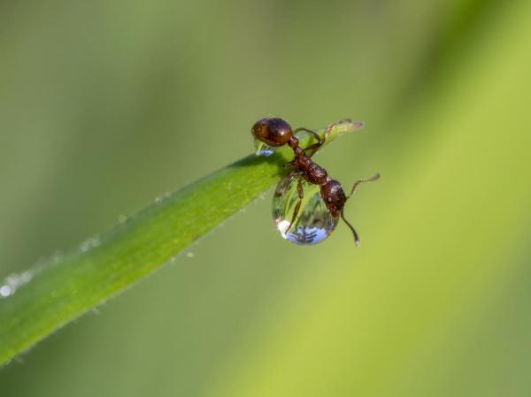 Datos divertidos e interesantes sobre las hormigas: 2. Las hormigas son los insectos más longevos