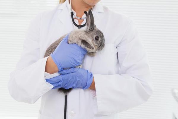La mejor manera de limpiar las orejas de un conejo: señales a las que prestar atención