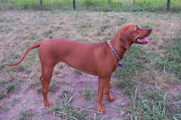 Razas de perros americanos más populares: 6. Redbone Coonhound