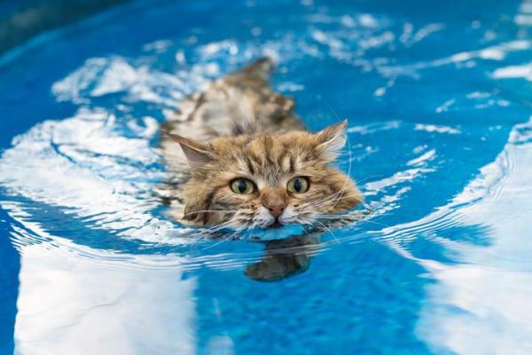 Razas de gatos a las que les gusta el agua - Razas de gatos que nadan: gatos siberianos 