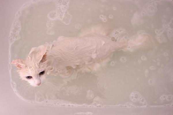 Razas de gatos a las que les gusta el agua - Gatos que aman el agua: Angora turca