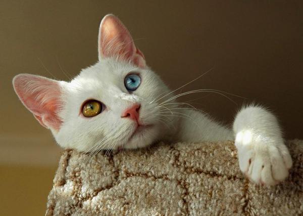 Razas de gatos a las que les gusta el agua - Gatos que nadan: gatos Van turcos 