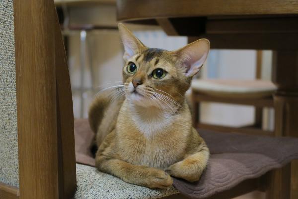 Razas de gatos a las que les gusta el agua - Agua para gatos abisinios 