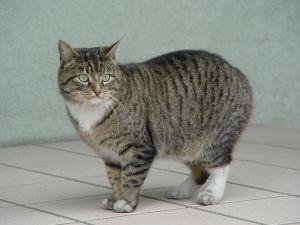 Razas de gatos a las que les gusta el agua - Razas de gatos a las que les gusta el agua: Manx Cat