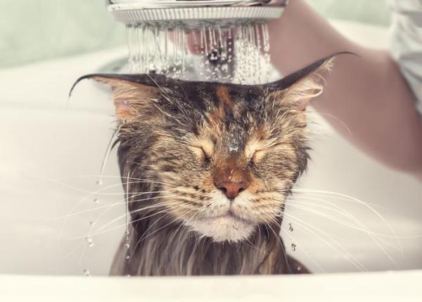 Razas de gatos a las que les gusta el agua - Grandes felinos a los que les gusta el agua: Maine Coon